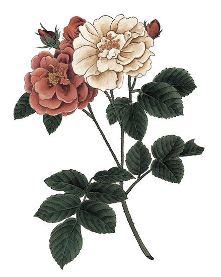 Compatible Blumen JAHRRIESNGE  for flowers-lpf07001 