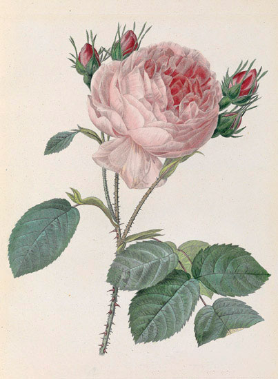 Compatible Blumen JAHRRIESNGE  for flowers-lpf07010 