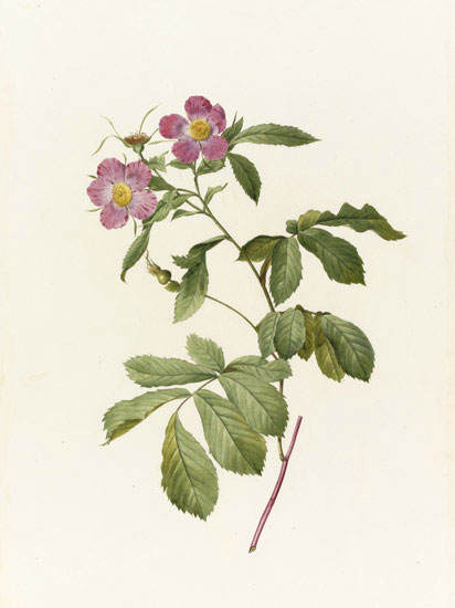 Compatible Blumen JAHRRIESNGE  for flowers-lpf07016 