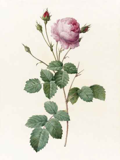 Compatible Blumen JAHRRIESNGE  for flowers-lpf07017 