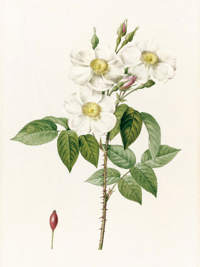 Compatible Blumen JAHRRIESNGE  for flowers-lpf07020 