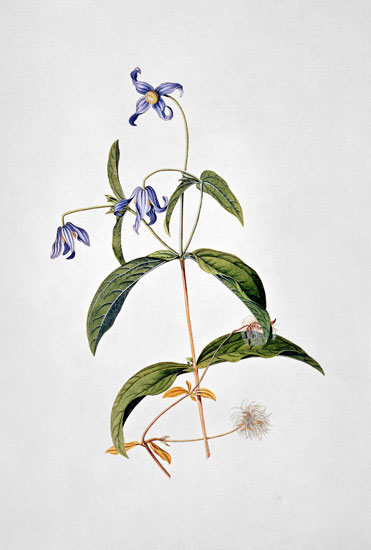 Compatible Blumen JAHRRIESNGE  for flowers-lpf07040 