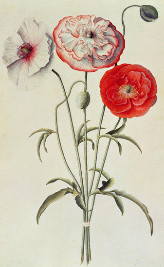 Compatible Blumen JAHRRIESNGE  for flowers-lpf07041 