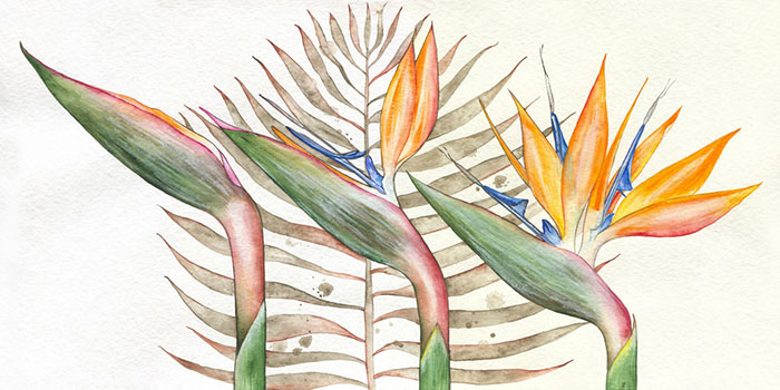 Compatible Blumen JAHRRIESNGE  for flowers-lpf07104 