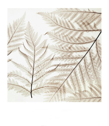 Compatible Blumen JAHRRIESNGE  for flowers-lpf07208 