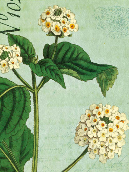 Compatible Blumen JAHRRIESNGE  for flowers-lpf07269 