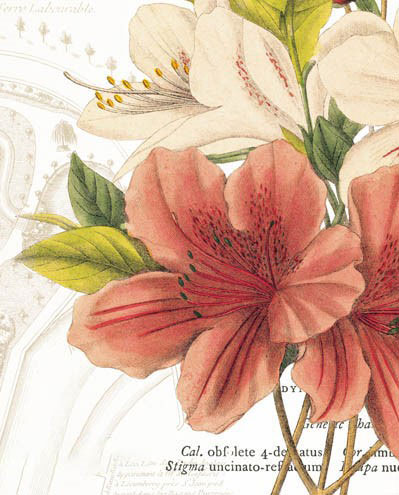 Compatible Blumen JAHRRIESNGE  for flowers-lpf07281 