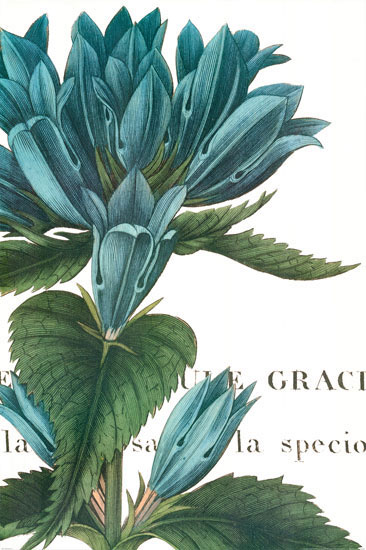 Compatible Blumen JAHRRIESNGE  for flowers-lpf07283 