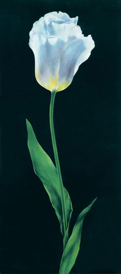 Compatible Blumen JAHRRIESNGE  for flowers-lpf07696 