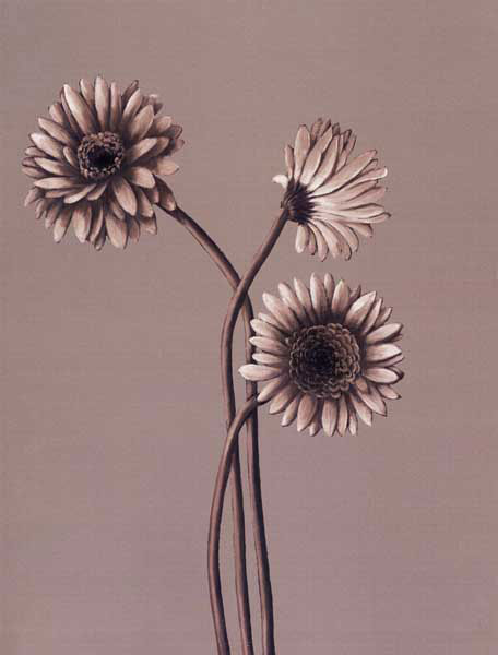 Compatible Blumen JAHRRIESNGE  for flower lpf07821 