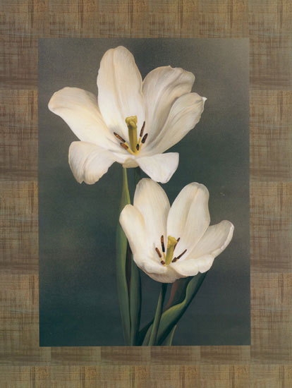 Compatible Blumen JAHRRIESNGE  for flower lpf07854 