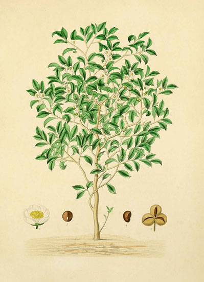 Compatible Blumen JAHRRIESNGE  for flowers lpf07934 