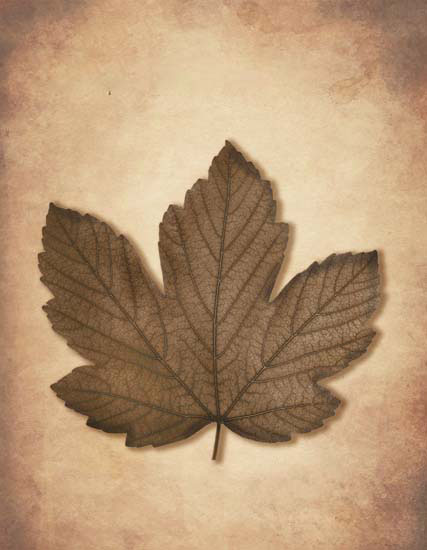 Compatible Blumen JAHRRIESNGE  for leaf lpf08078 