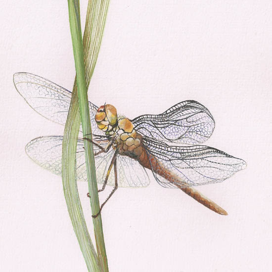 Compatible Tiere Jahrriesnge  for dragonfly lpf08680 