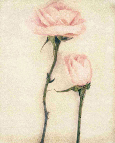 Compatible Blumen JAHRRIESNGE  for flowers lpf09640 