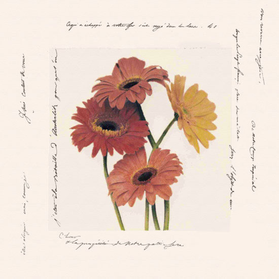 Compatible Blumen JAHRRIESNGE  for flowers lpf09641 