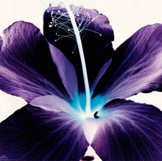 Compatible Blumen JAHRRIESNGE  for flowers lpf09990 