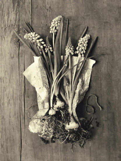 Compatible Blumen JAHRRIESNGE  for flowers lpf10241 