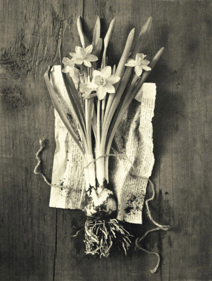 Compatible Blumen JAHRRIESNGE  for flowers lpf10242 